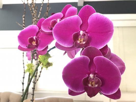 Very nice quality orchids