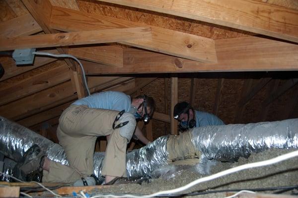 Busy in the attic.