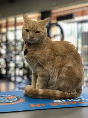 Chester the shop cat!