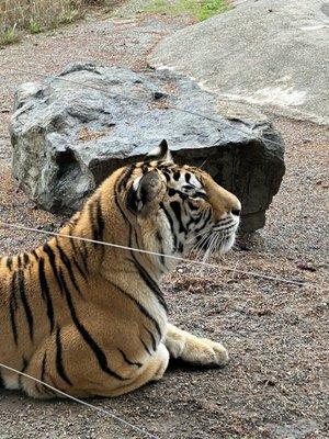 Look at those stripes, & the size of those paws!!!