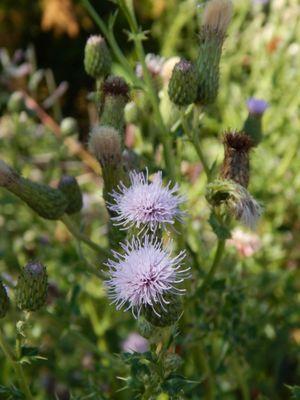 Small spiky purple blooms.