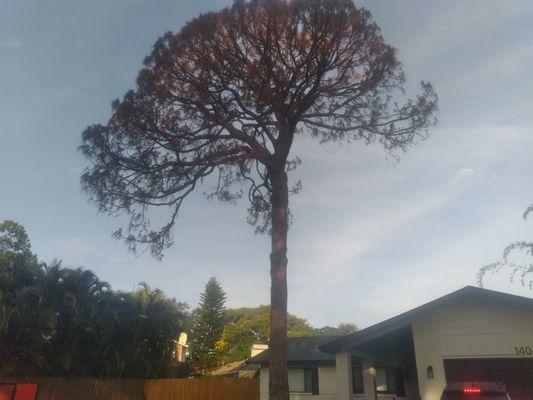 Pine Tree Removal