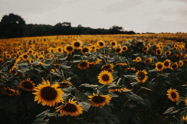 Sunflowers