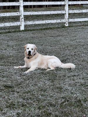 Rigby our Golden Retriever.