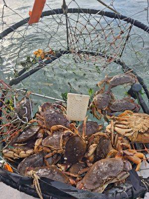 Our boat pulling up a pot of local dungeness crab.