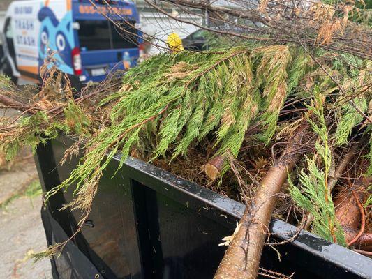 Yard waste. Yard debris removal in Indian Land, SC