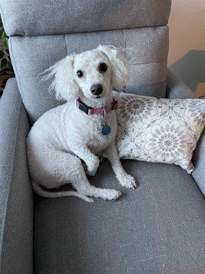 This poor dog, shaved her entirely for NO REASON!