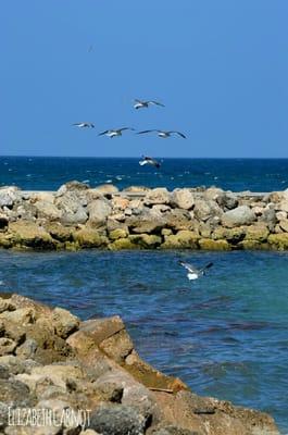 Seagulls