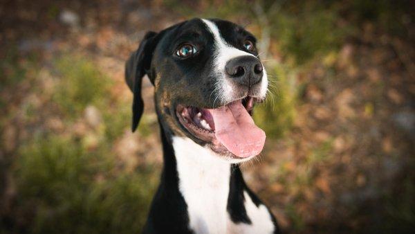 Puppy Kobe has been with us since he was a tiny little 12 week old boy and has grown into being the best farm dog for his family!