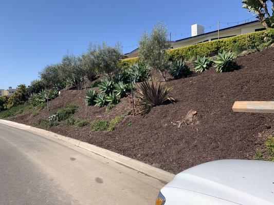 Hill side clean up / Mulch add on