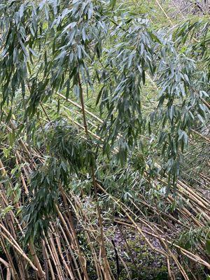 Bamboo Oasis