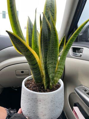 Our cute lil snake plant