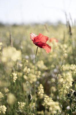 Pale red poppy