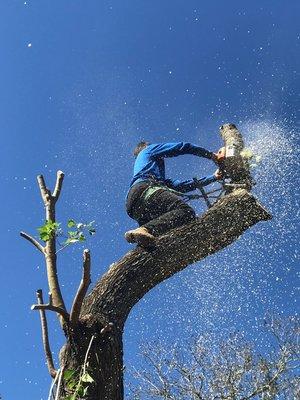 Great action shot of Micah on a tree removal job!