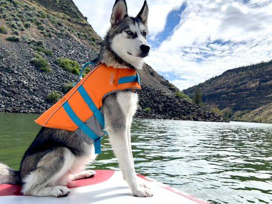 Miska with her RCPets life jacket.