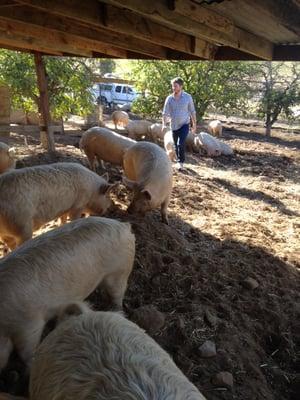 Roaming pigs on the farm