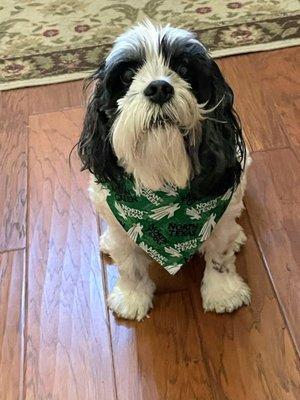 Bandit headed out the door to get his nails clipped at Lazy Paw Vet...