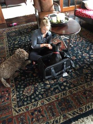 Reed teaching Rusty to stay in a carrier