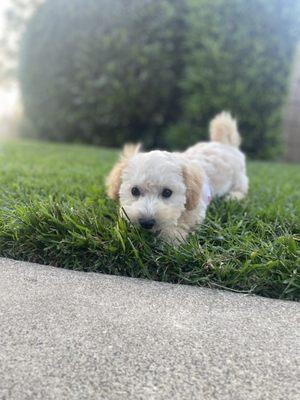 Maltipoo pup