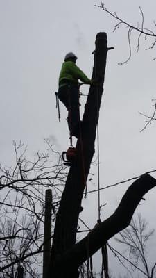 BranchWalker Tree Service