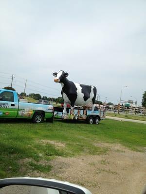 Come see the cow !