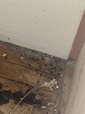 Rat droppings under the Dish washer.