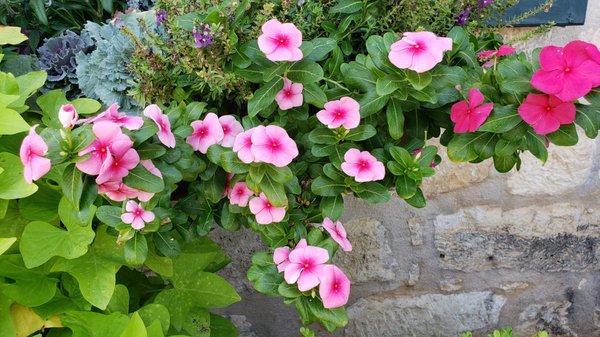 Beautiful pink flowers