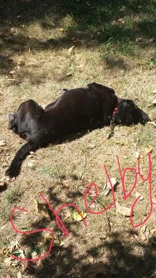 This is my dog Shelby after visiting Bow Wow pet sitting, boy does she look tuckered out from all the play!