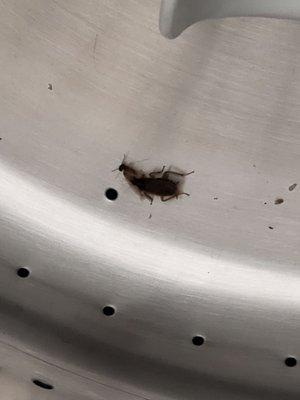 Nice roach in the washing machine...