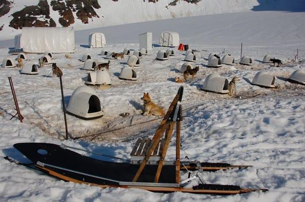 Godwin Glacier Dogsled Tours