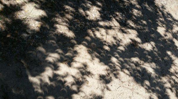 Cresents caused by the eclipse. Eating lunch with Chicken Express.