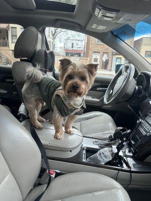 Second dog regular yorkie