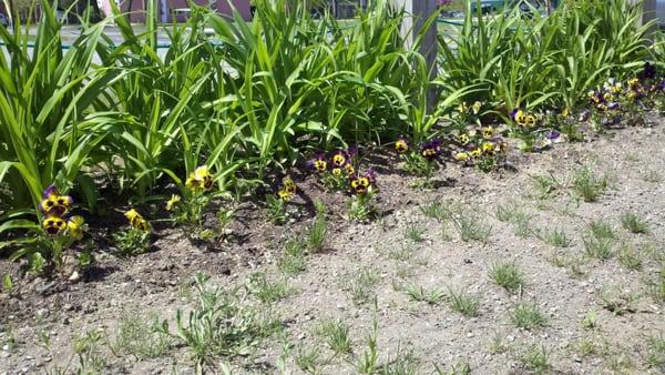 Our pansies outside of our front door