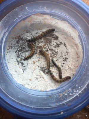 Feeder worms