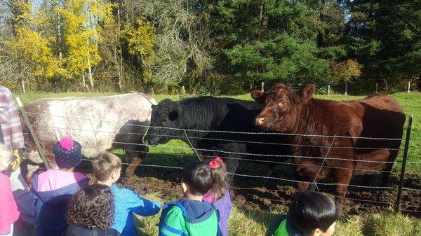 Feed the cows