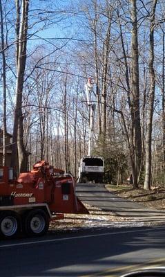 Dead Oak Removal, Crownsville Maryland