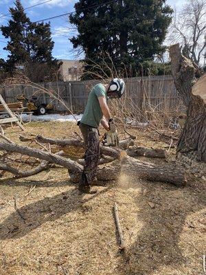 Bucking up some Willow logs