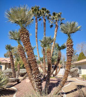 TREE TRIMMING