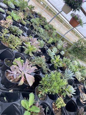 Succulents!  My daughter said that there were many more when she was here a few months ago.