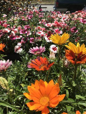 Flowers on sale.