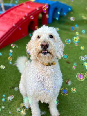 Back to School Bash bubbles!