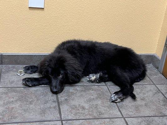 Dr. Porter's new patient, Nandor. He wasn't happy about getting shots, but Dr. Porter & staff made it a great visit!