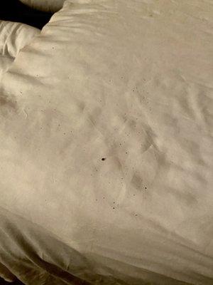 Small specks of dirt in the sheets