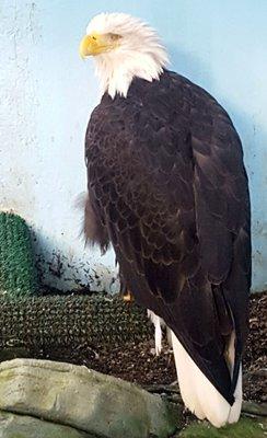 Lady Baltimore the rescued bald eagle