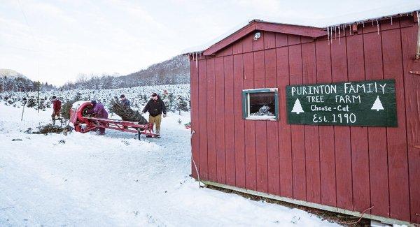 Purinton Family Tree Farm seasonal choose and cut Christmas tree farm