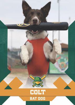 Madison Mallards Bat Dog Colt