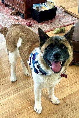 Hachiko after Shedd-X at Kennelwood Chesterfield...the handsome man of the world!!!!  Great work!