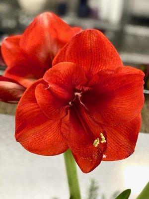 Amaryllis