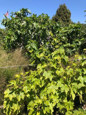 Grapes and figs