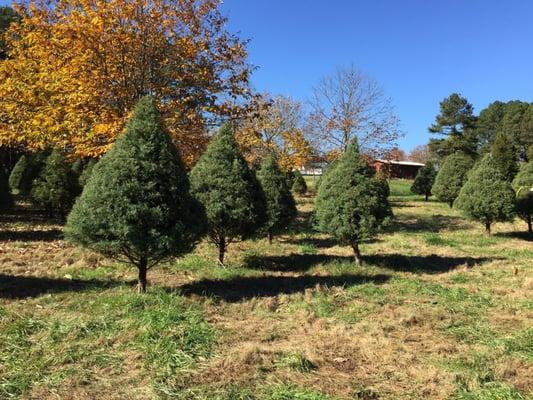 Trees on tree reservation day